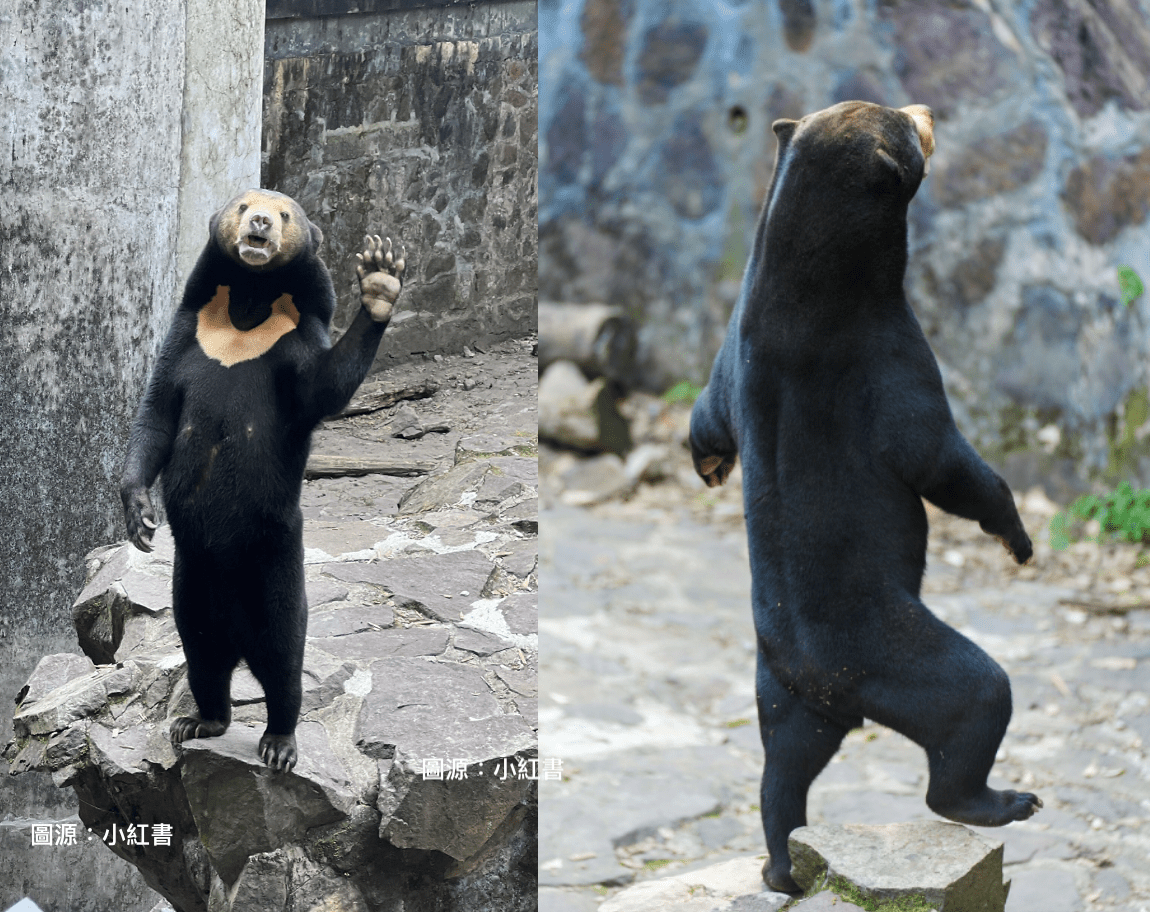 Chinese zoo denies rare sun bear is human in disguise - Plataforma Media